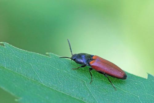 Réf. 258 014 : Ampedus sp.